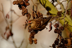 David Plant Photography - Wildlife Photography - Lesser redpoll - A